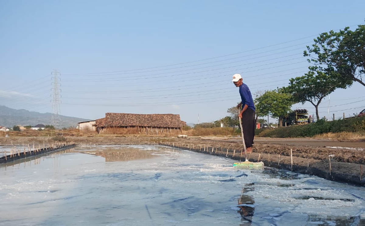 Dilema Petani Garam Rembang: Produksi Naik, Harga Terjun Bebas