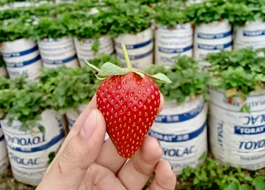 6 Wisata Petik Buah Murah di Semarang, dari Strawberry sampai Jeruk Ada di Sini