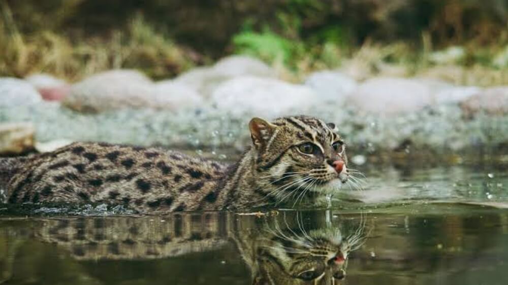 Senang Bermain Air, Inilah 5 Perbedaan Kucing Perenang dengan Kucing Normal