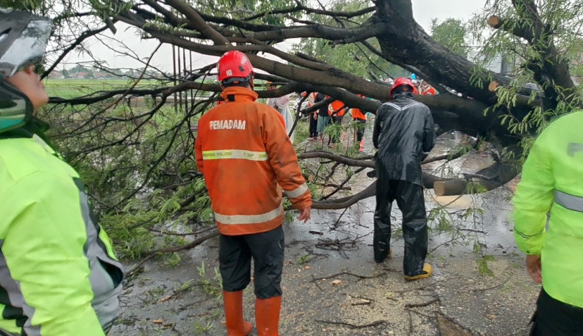 Diterjang Hujan dan Angin, Sejumlah Pohon di Brebes Tumbang, Salah Satunya Menimpa Truk LPG