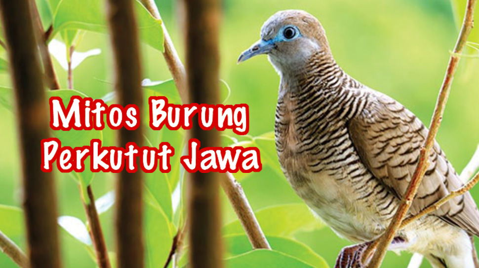5 Mitos Burung Perkutut Jawa yang Paling Terkenal, Ternyata Sudah Ada Sejak Zaman Kerajaan