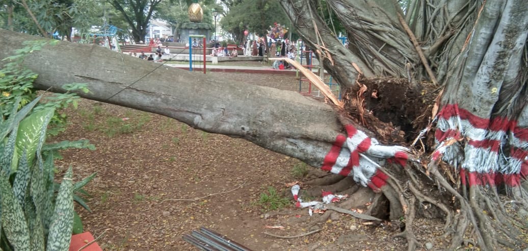 Penyebab Pohon Tumbang Salat Ied di Alun-alun Pemalang Diselidiki, Polisi Sterilisasi TKP 
