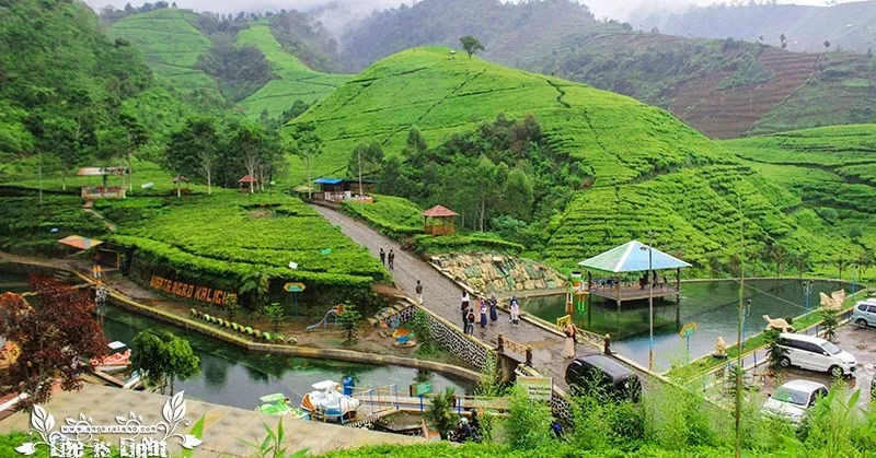 Vibesnya Juara, 4 Tempat Wisata di Brebes Ini Keindahan Alamnya Bikin Adem 