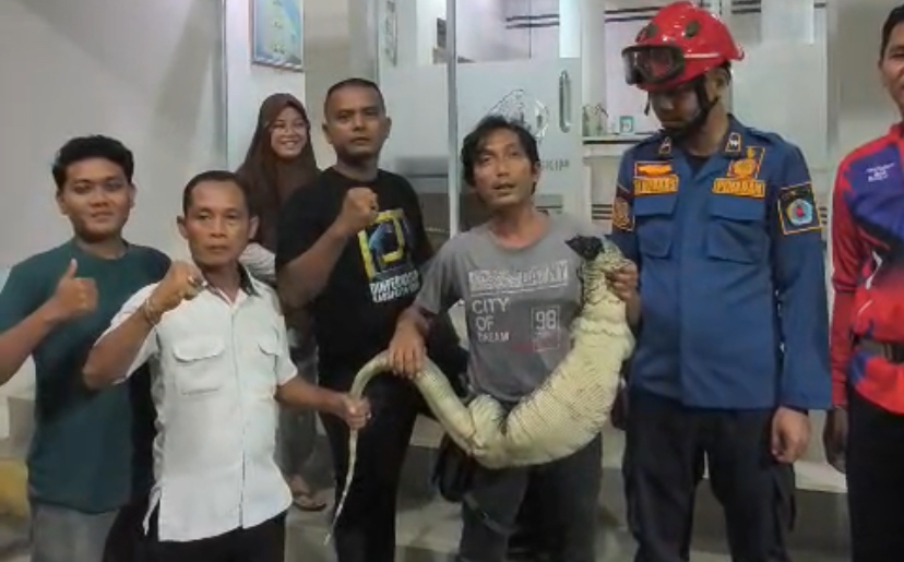 Geger! Biawak Masuk ke Perkantoran Dinperwaskim Brebes, Pegawai Heboh