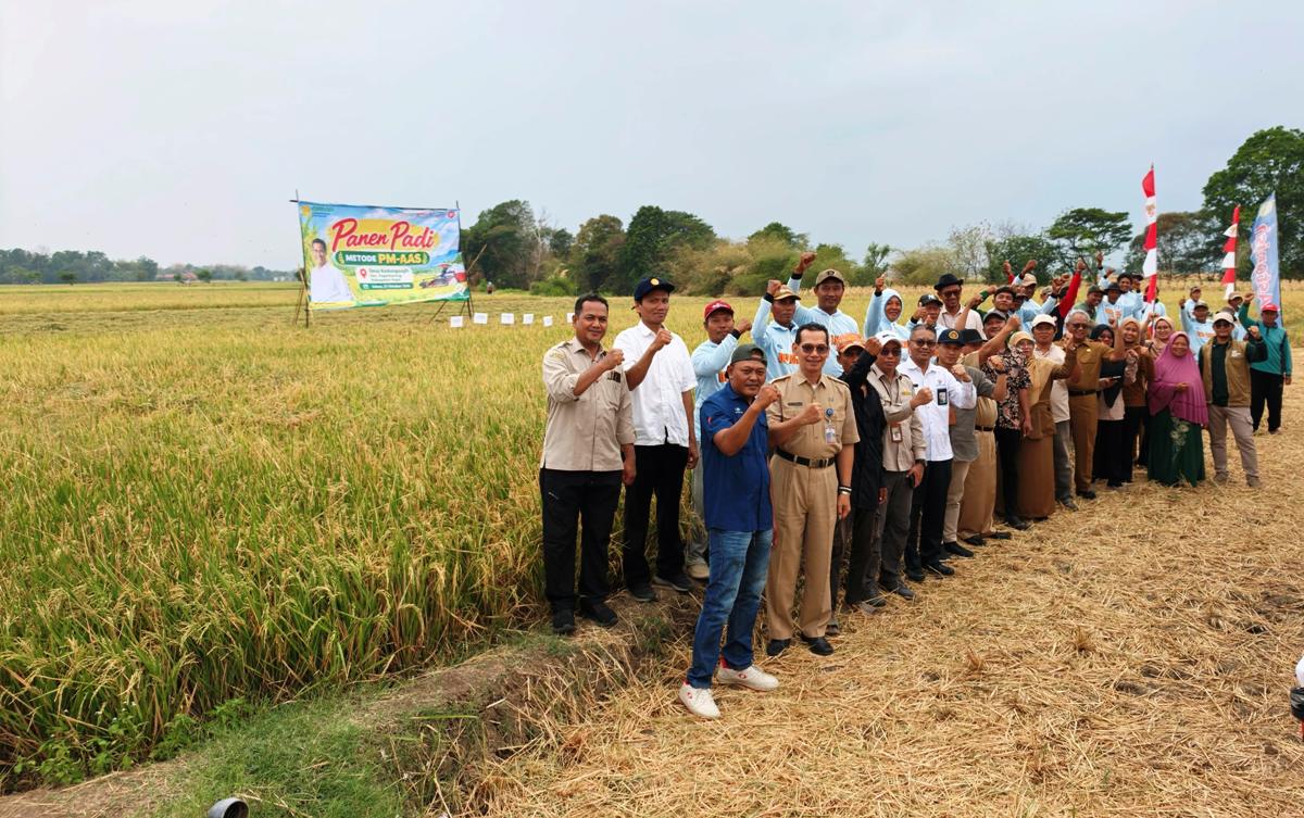 Hasil Panen Padi Tegal Melonjak! Metode Pertanian Modern PM-AAS Tembus 12 Ton per Hektar