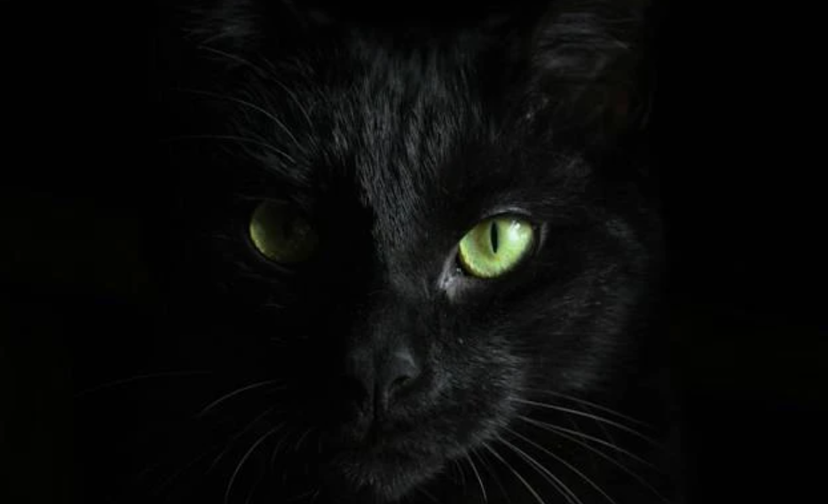 Benarkah Mitos Kucing Hitam Pembawa Sial di Indonesia?