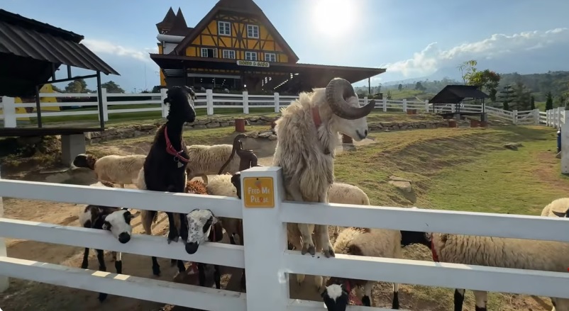 4 Wisata Peternakan Modern Paling Hits di Jawa Tengah, Dijamin Betah