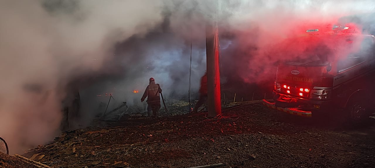 Kandang di Bulakamba Brebes Kebakaran, 30 Ribu Ekor Anak Ayam Mati Terpanggang 