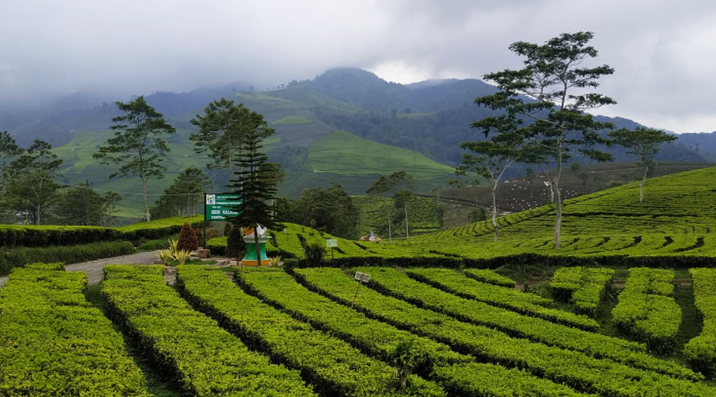 Rekomendasi Tempat Wisata Keluarga di Brebes, Pemandangannya Juara
