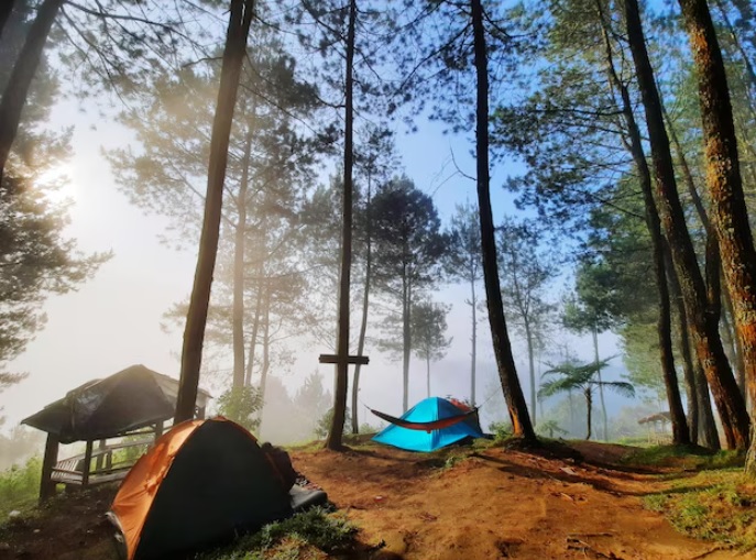 5 Tempat Camping Area Hutan Pinus di Jawa Tengah, Adem dan Asri
