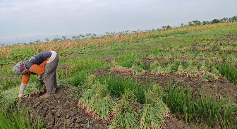 Lahan Panen Berkurang, Harga Bawang Merah di Brebes Naik