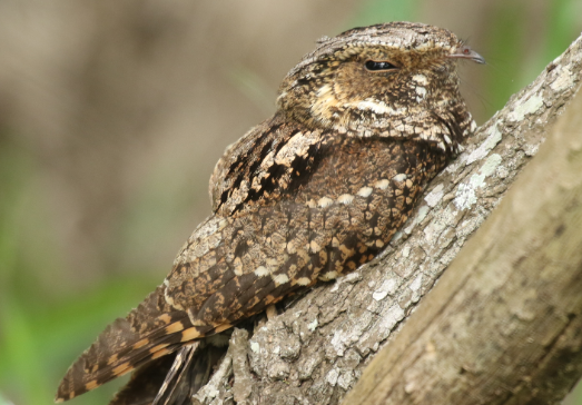 Bongkar Fakta Mitos Burung Berkicau Menjelang Maghrib, Bertanda Kematian?