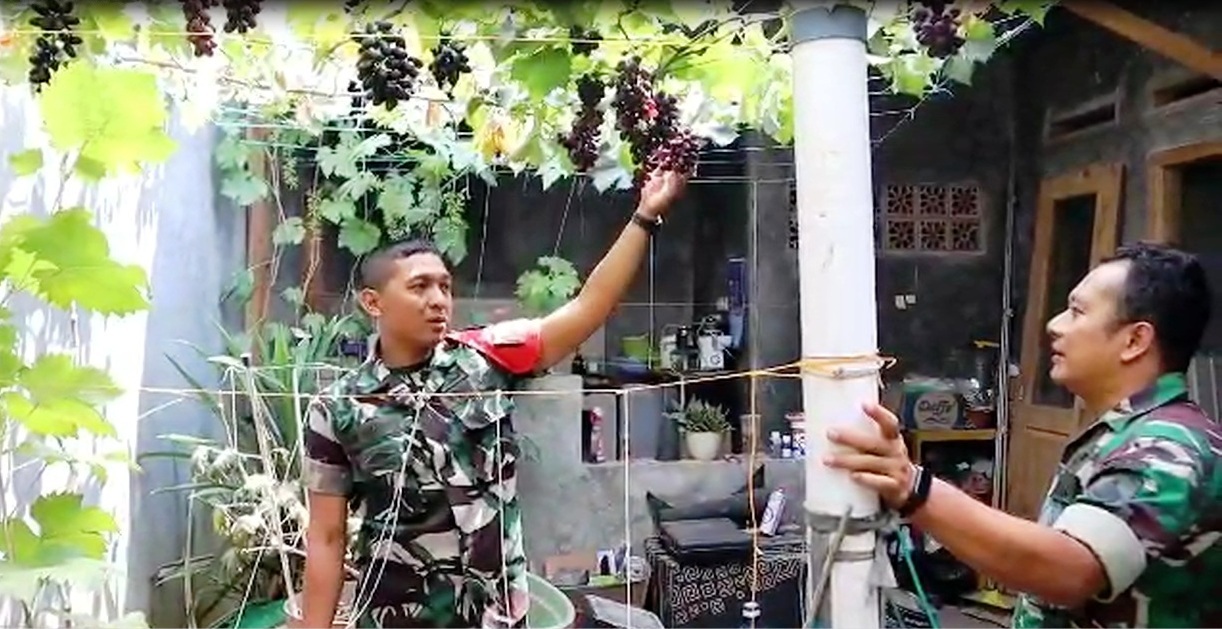 Keren! Anggota TNI di Brebes Manfaatkan Pekarangan Rumah untuk Tanam Buah Anggur