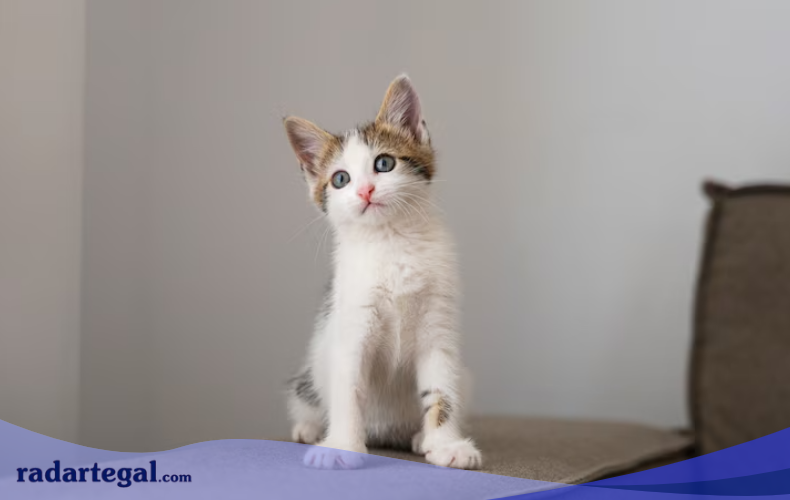 6 Mitos Kucing yang Diam-diam Membentuk Budaya Lokal Indonesia