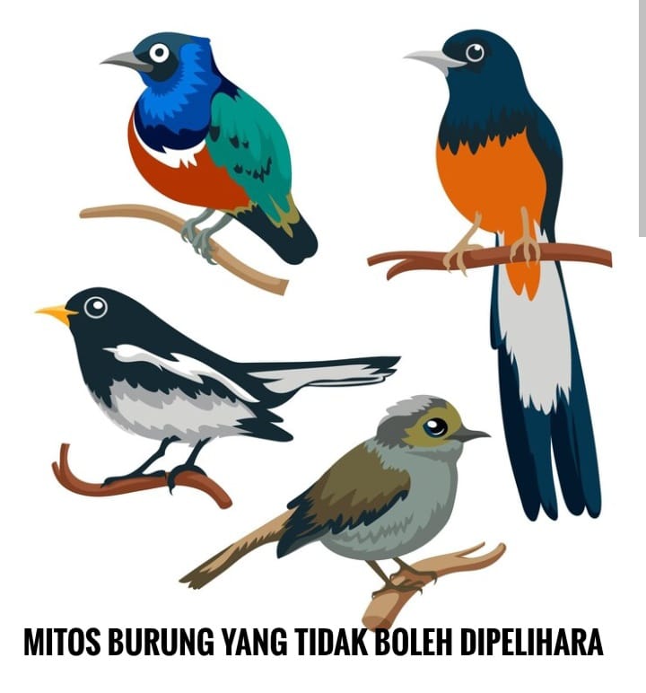 5 Burung yang Tidak Boleh Dipelihara, Jika Nekat Dipercaya Akan Mendatangkan Kesialan 