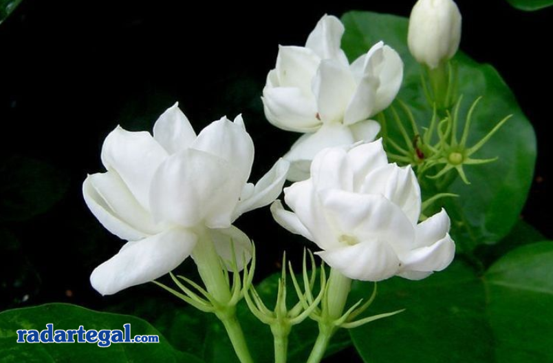 5 Mitos Bau Melati di Malam Hari, Pertanda Kehadiran Makhluk Halus?