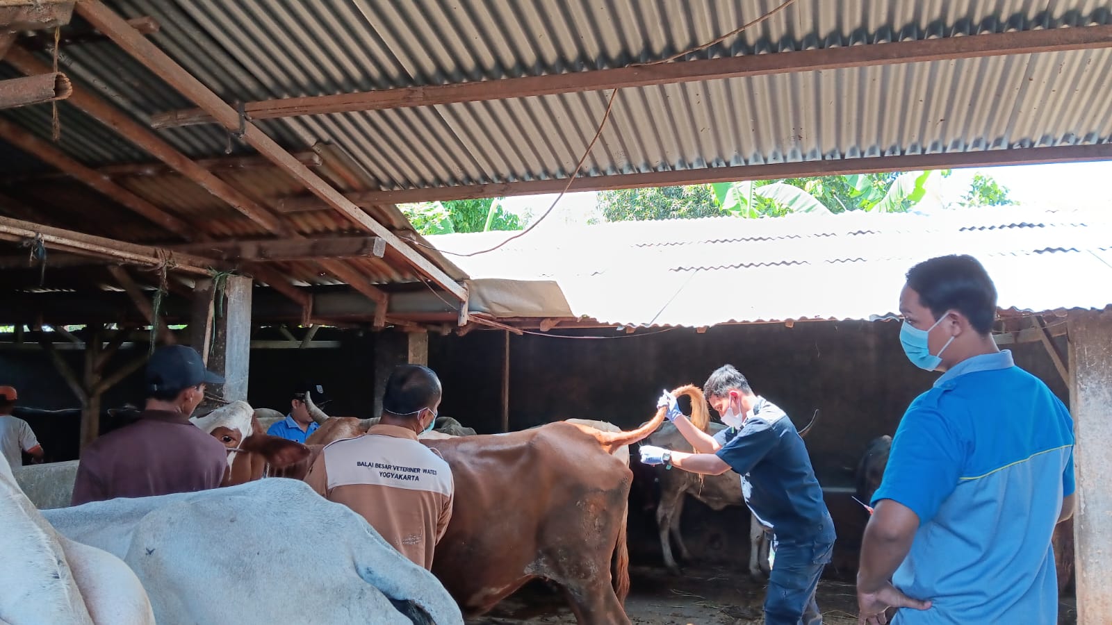 Cegah Penyakit Lato-lato, 56 Sapi di Kabupaten Tegal Diambil Sampel Darahnya 
