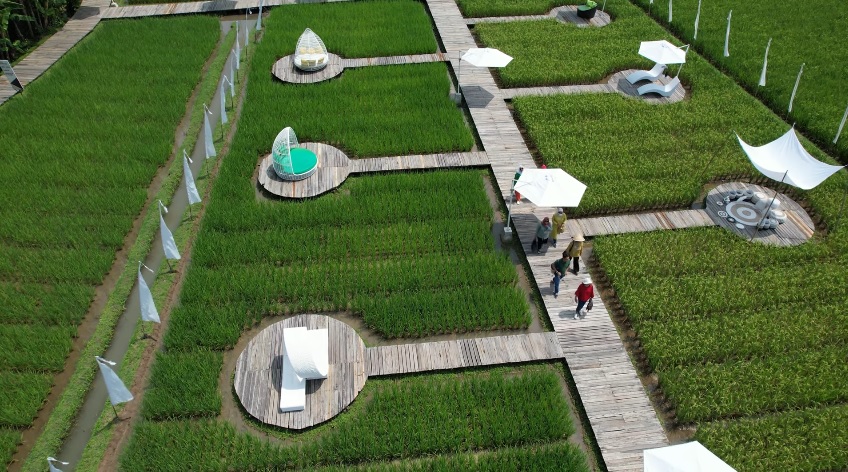 5 Tempat Rekreasi Instagramable View Sawah di Jawa Tengah
