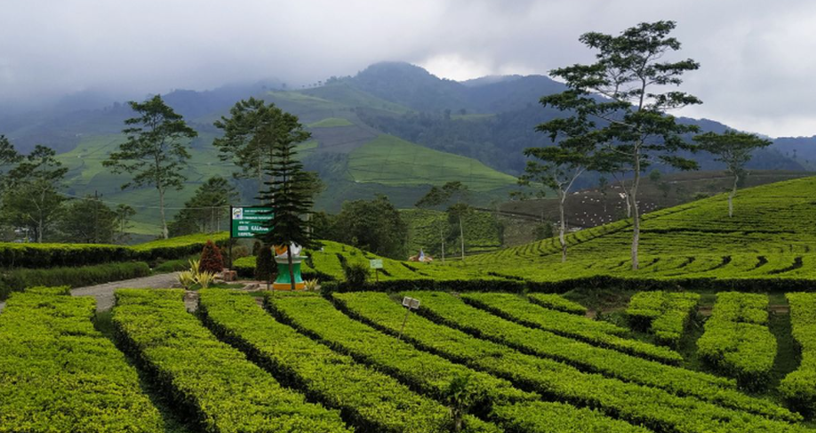 Wisata Murah di Tegal dengan Pemandangan Alam, Tiketnya Ramah di Kantong