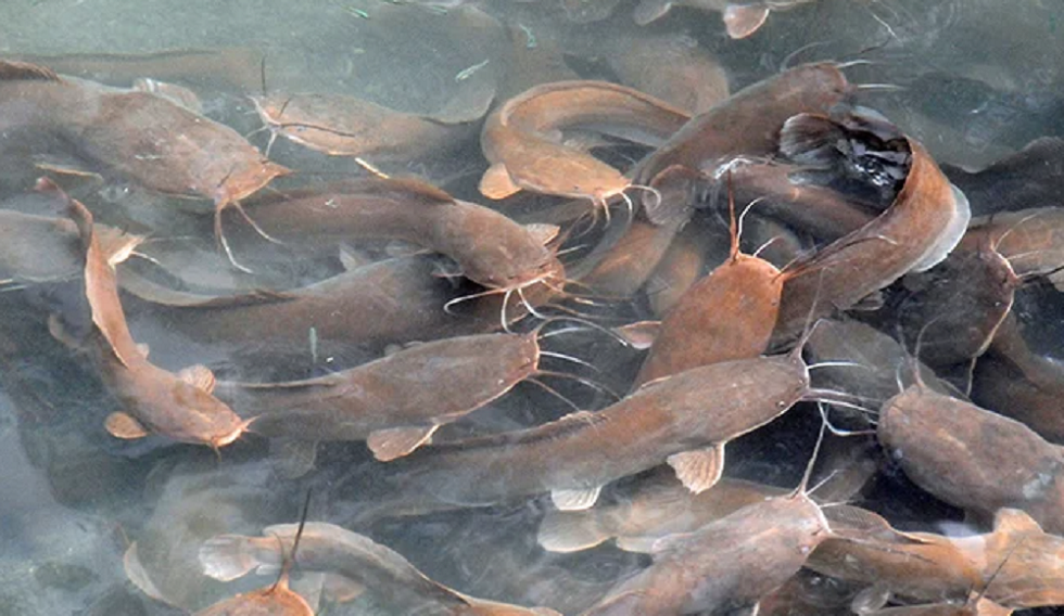 Mitos Kedung Lele di Wonogiri, Misterius di Kampung Penuh Ikan Namun Tabu untuk Dimakan