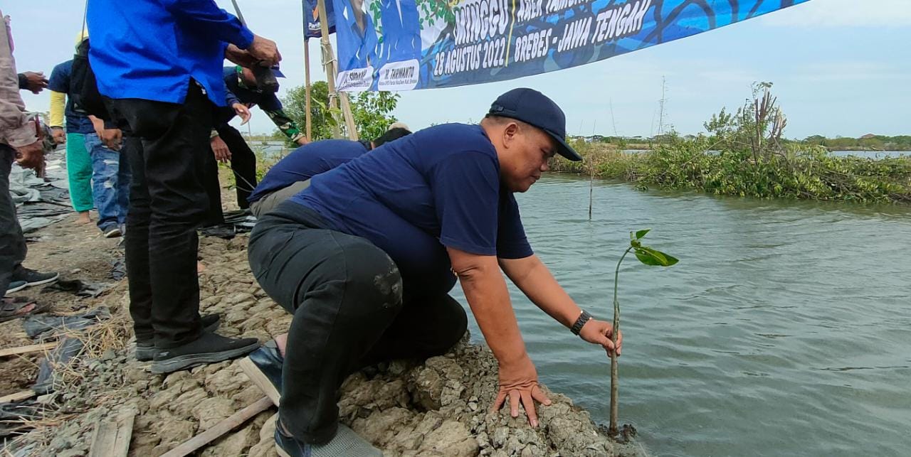 Lahan Terancam Lenyap, Seribu Bibit Mangrove Ditanam Cegah Abrasi