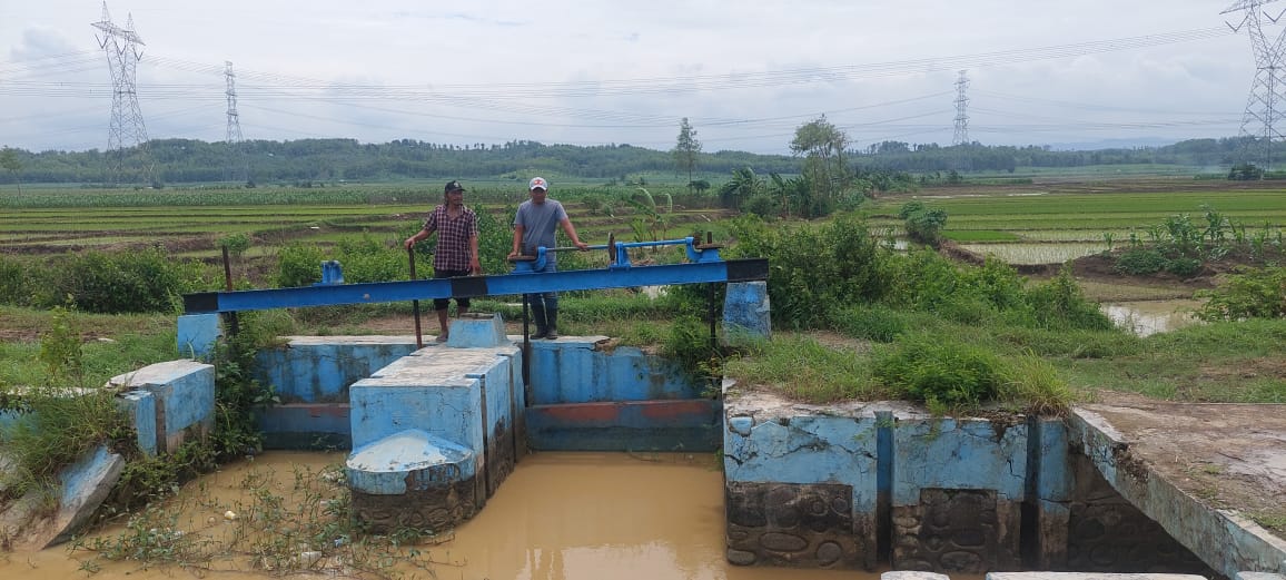  Saluran Irigasi di Pantura Kabupaten Tegal Dangkal, Petani Kerap Gagal Panen Karena Air Tak Lancar