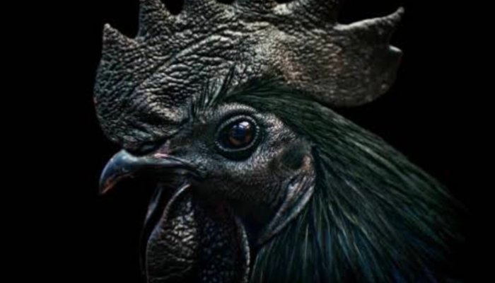 Mitos Ayam Hitam yang Sering Digunakan dalam Ritual, Begini Faktanya