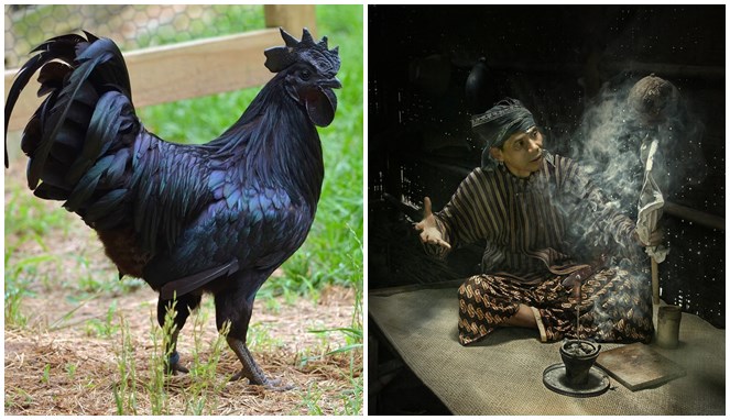 Mitos Memelihara Ayam Cemani yang Kerap Digunakan untuk Ritual, Ternyata Punya Rahasia Ini