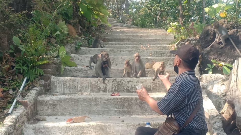 Mencari Makanan, Ratusan Monyet Turun ke Pemukiman Warga