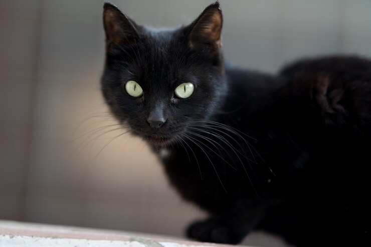 Mitos Kucing Hitam di Berbagai Negara, di Jepang Jadi Pemikat Jodoh?