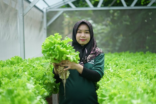 Petani Muda Program Sharp Hydro Heroes Sukses Panen Perdana 