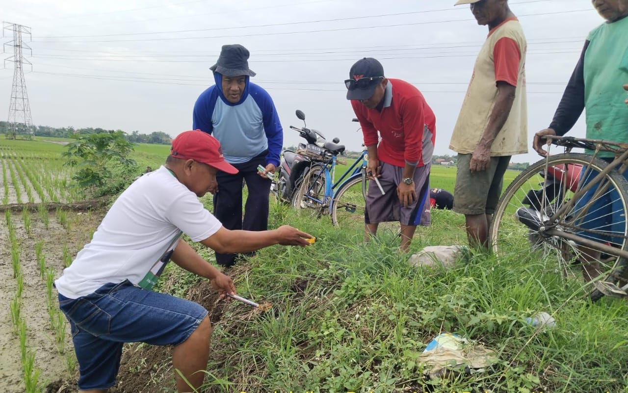 Hama Tikus Serang Lahan Pertanian di Kabupaten Tegal, Padi Terancam Gagal Panen 