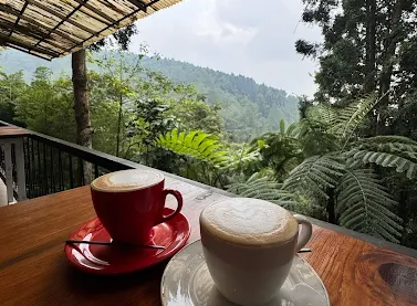 7 Kafe di Jawa Tengah dengan View Hutan Pinus yang Bikin Pikiran Adem