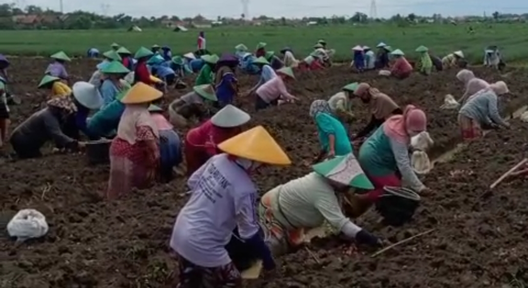 2024 Brebes Mendapat Alokasi Pupuk Subsisi 25,5 Ribu Ton Urea Dan 14,9 Ribu Ton NPK