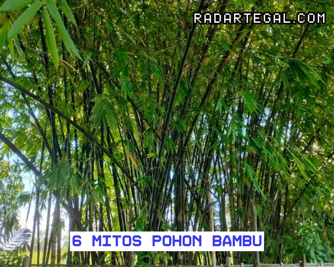 Pembawa Keberuntungan, Ini 6 Mitos Pohon Bambu yang Masih Dipercaya