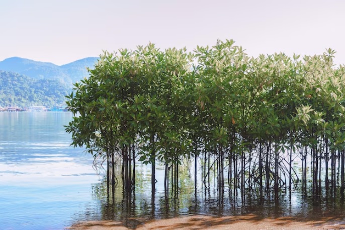 4 Wisata Mangrove di Jawa Tengah Buat Edukasi sambil Jalan-jalan