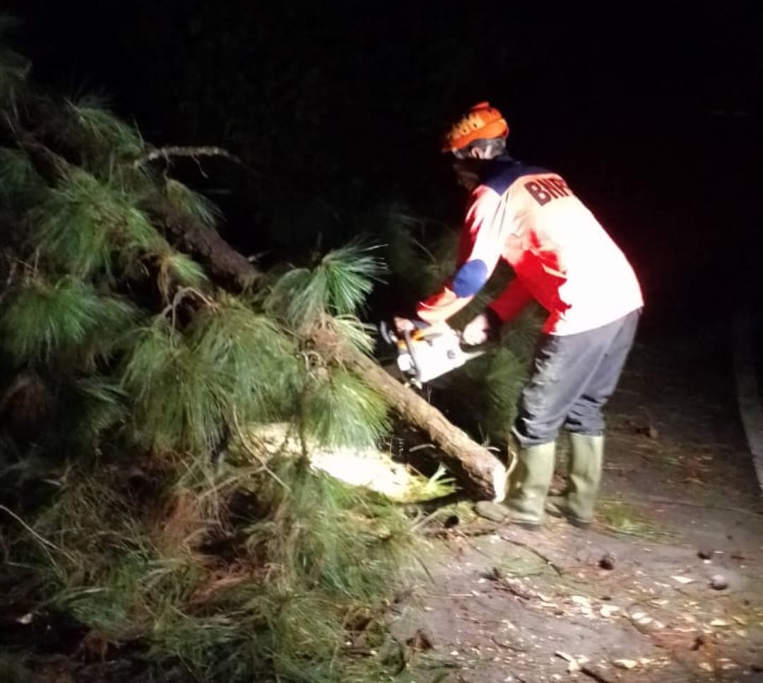 Empat Pohon Tumbang Akibat Angin Kencang di Brebes