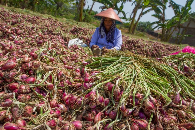 Mengenal Bawang Merah Brebes, Ikon yang Konon Dulunya Diperkenalkan Pedagang Timur Tengah