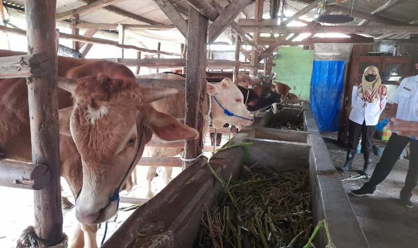 Awal Tahun, 106 Sapi di Brebes Suspek Penyakit Mulut dan Kuku