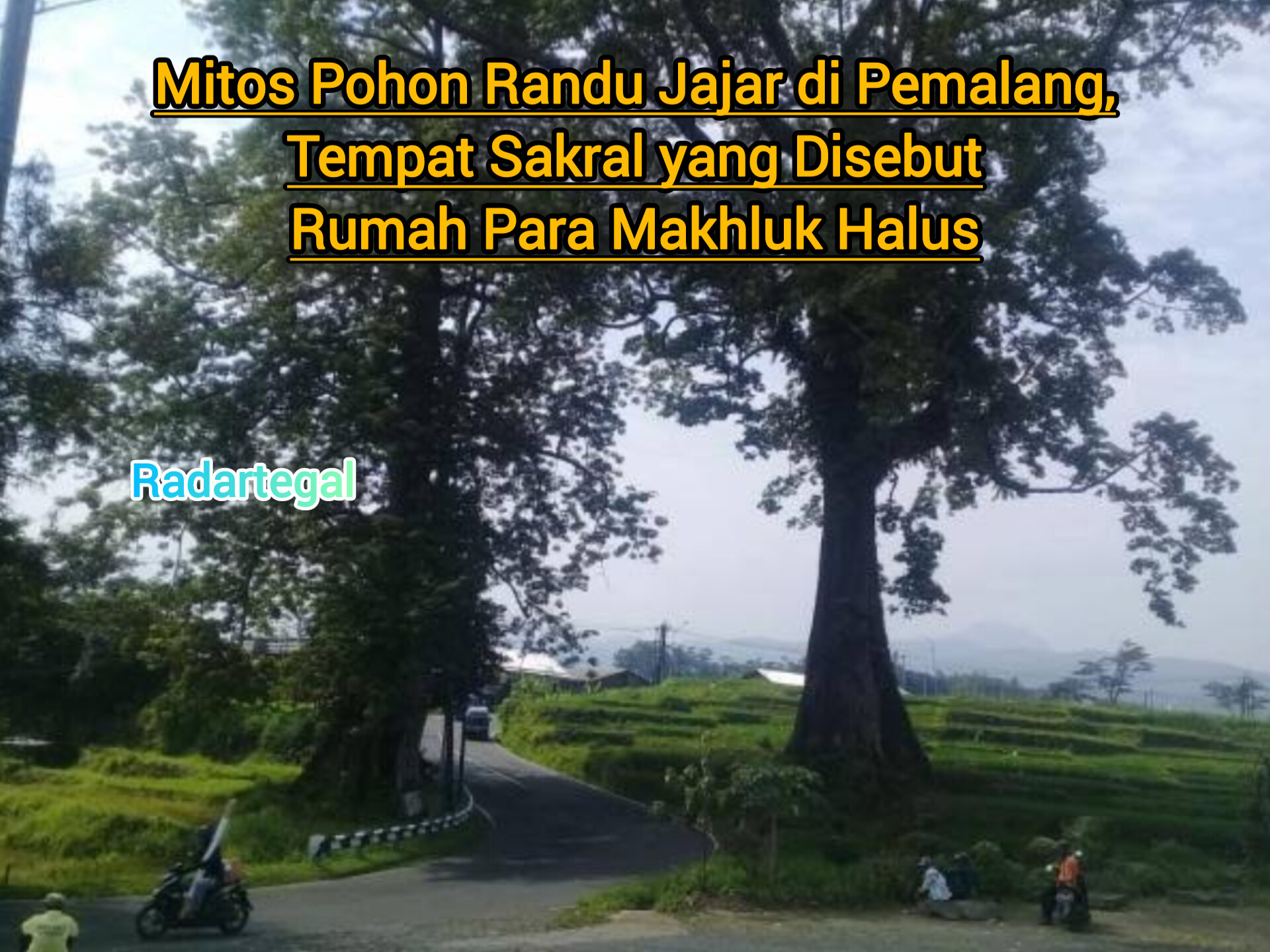 Mitos Pohon Randu Jajar di Pemalang, Rumah Para Makhluk Halus