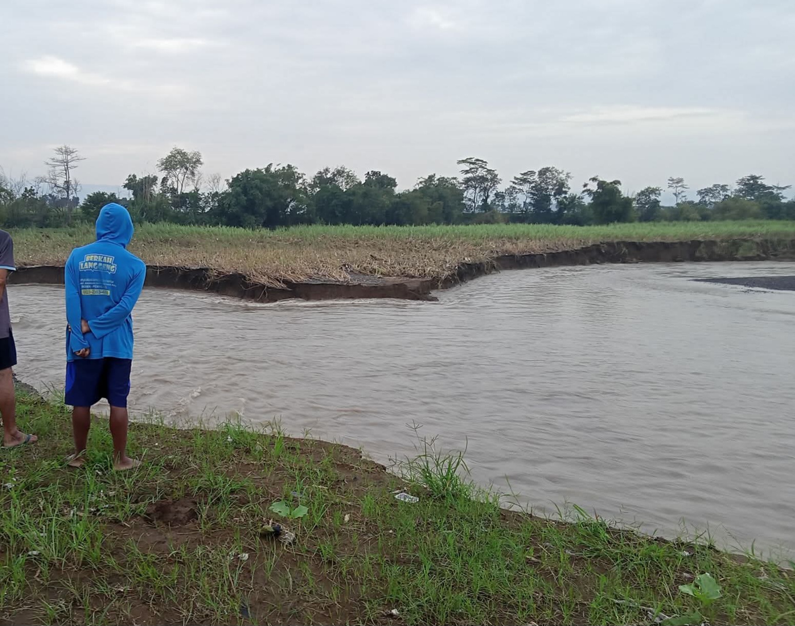 Bibir Sungai Comal di Ampelgading Pemalang Jebol, 20 Hektare Sawah Warga Terdampak