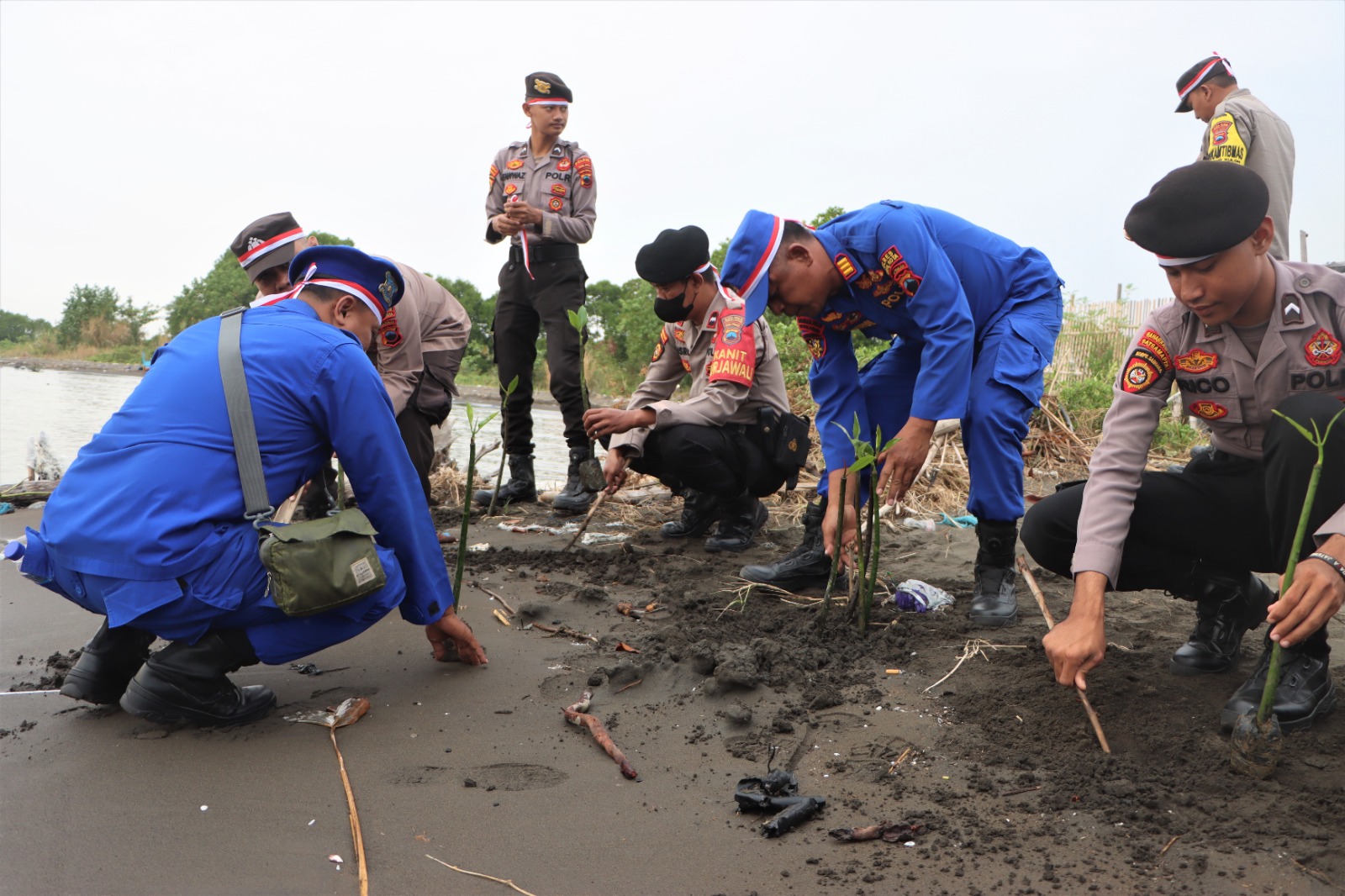 Wisata Pantai Pulau Kodok di Tegal Ditanami 1.000 Bakau Guna Cegah Abrasi dan Erosi