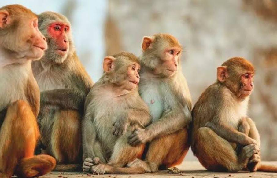 GEGER! Permukiman Penduduk di Tonjong Brebes Kemasukan Kawanan Monyet yang Keluar Hutan 