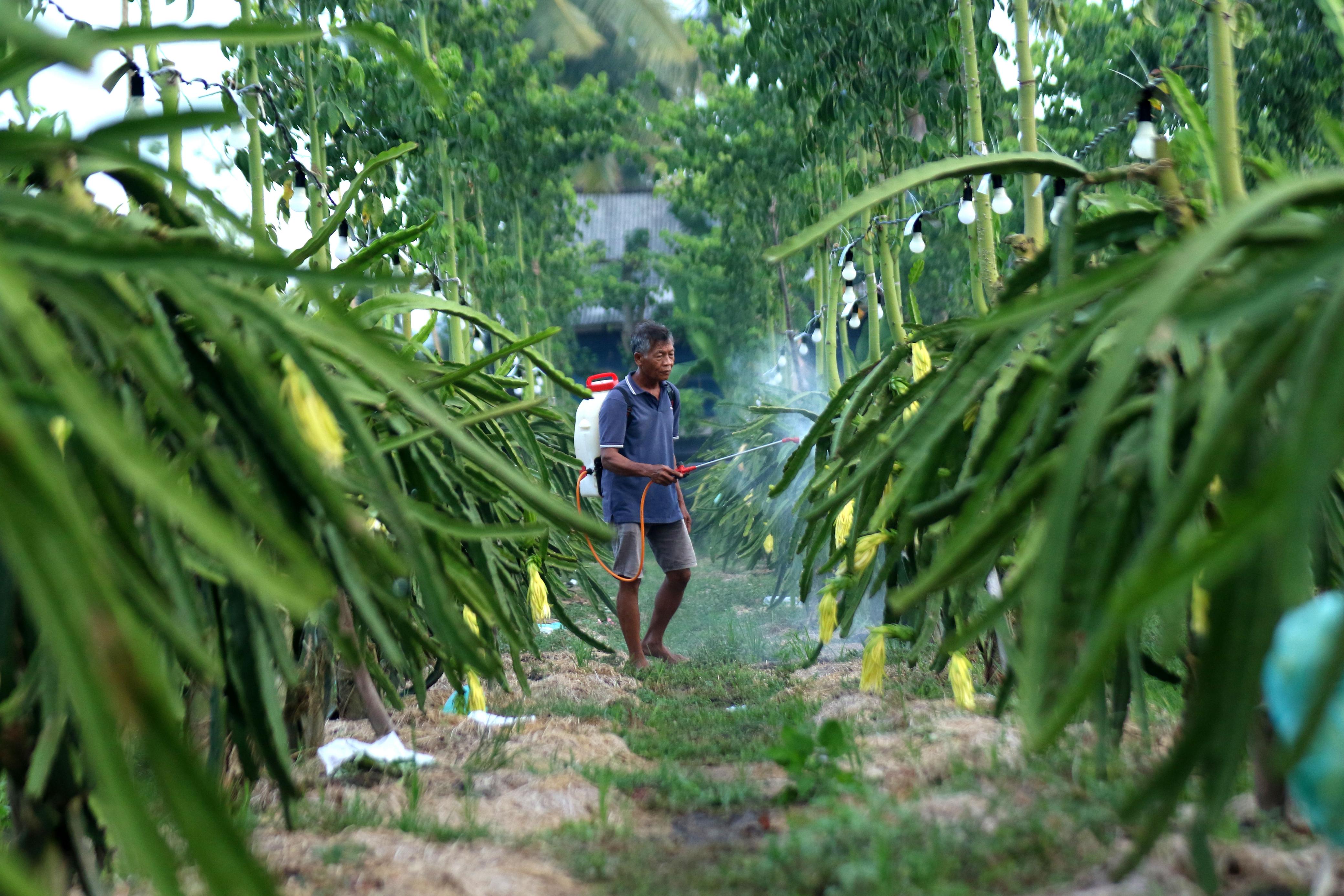Dari Banyuwangi ke Pasar Lebih Luas, Petani Buah Naga Naik Kelas Berkat Program Klasterku Hidupku BRI