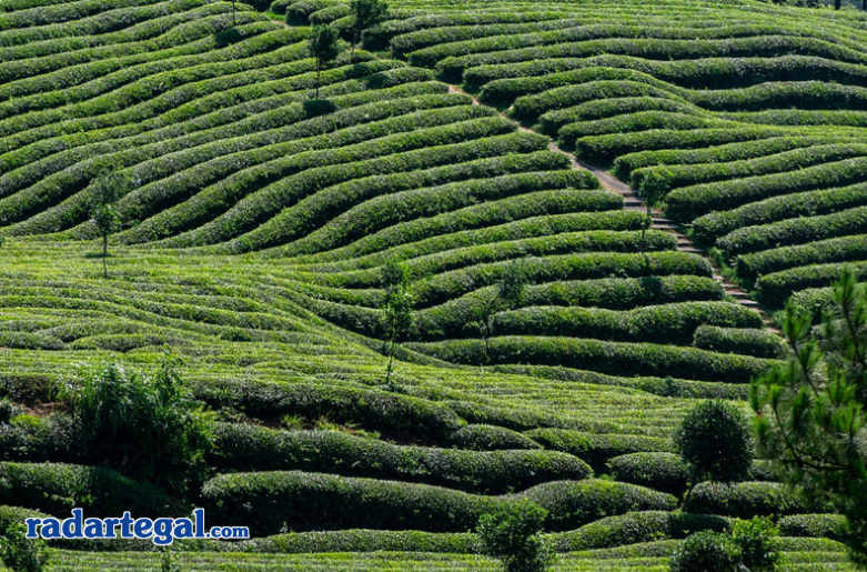 Staycation Seru di Tengah Kebun Teh Slawi, Siap-siap Susah Move On!
