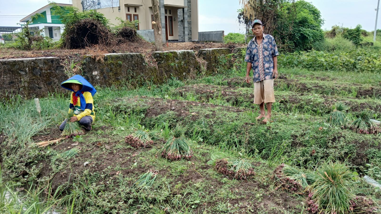 Bawang Merah Siap Panen Dicuri, Petani di Brebes Merugi