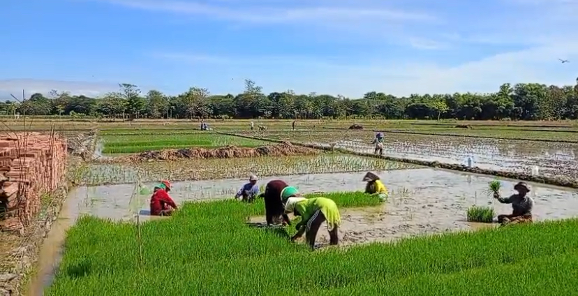 Akhirnya! Puluhan Hektare Lahan Padi di Losari dan Tanjung Brebes Teraliri Air