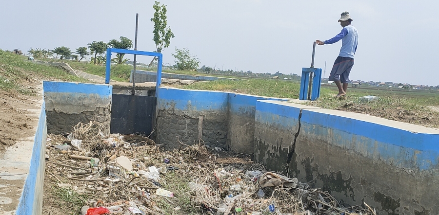 150 Hektar Kurang Lebih, Tanaman Bawang Merah di Brebes Terancam Gagal Panen, Ini Penyebabnya