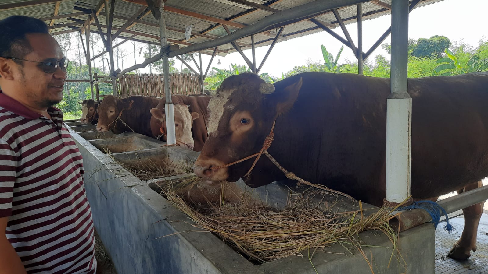 Penampakan Bejo, Sapi Limosin Berat 1,035 Ton yang Diusulkan Jadi Hewan Kurban Bantuan Presiden RI di Tegal