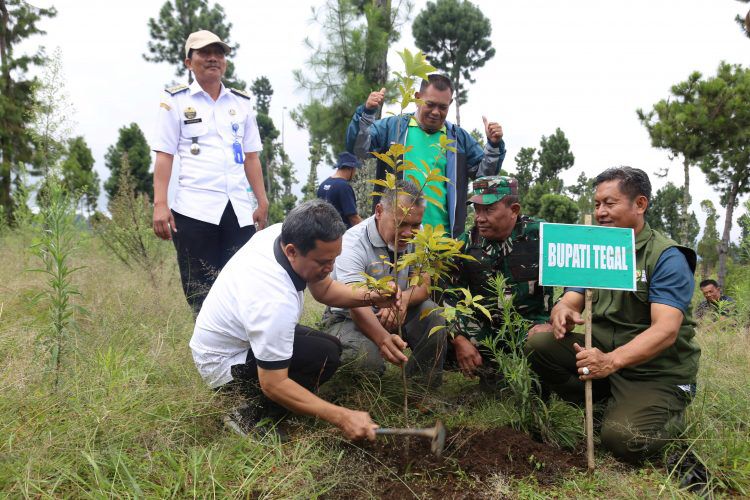 Pulihkan Hutan Lindung, 136 Ribu Pohon Endemik Ditanam di Lereng Gunung Slamet